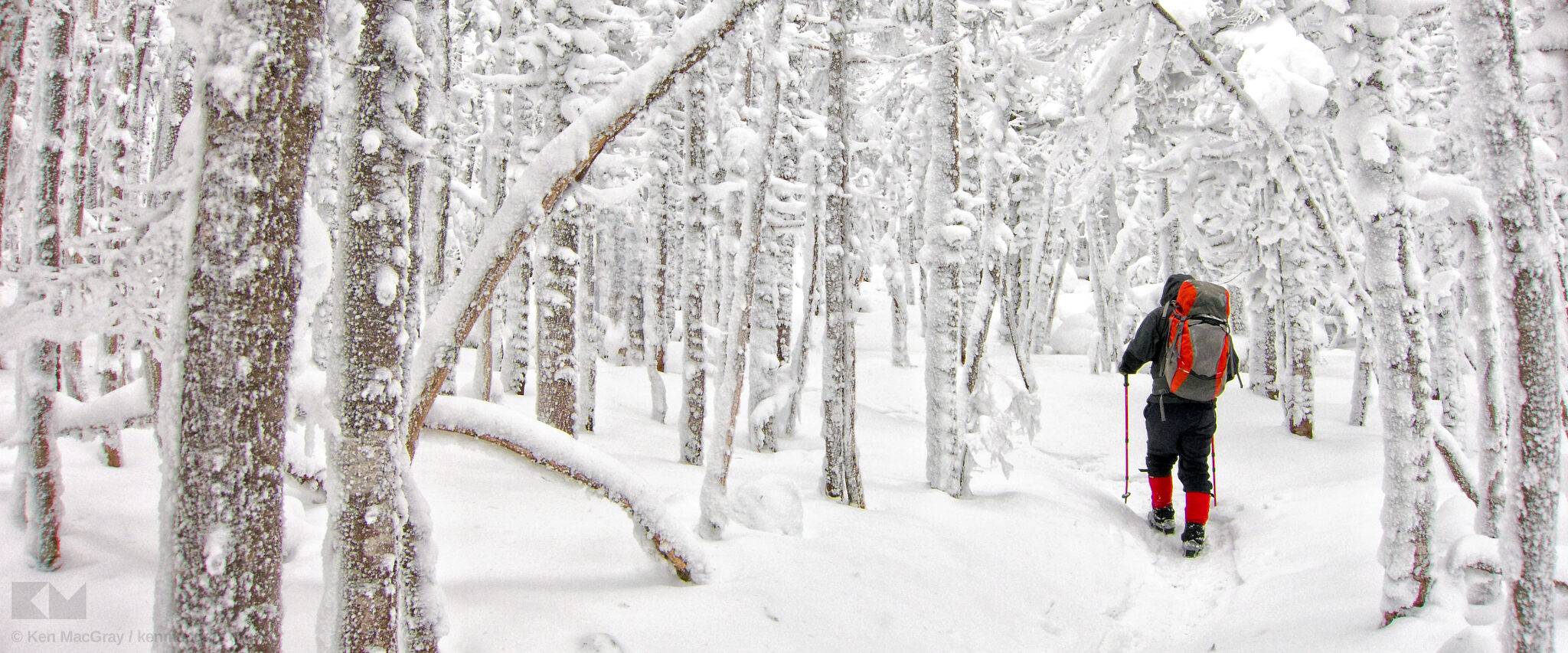 New England Forestry Foundation